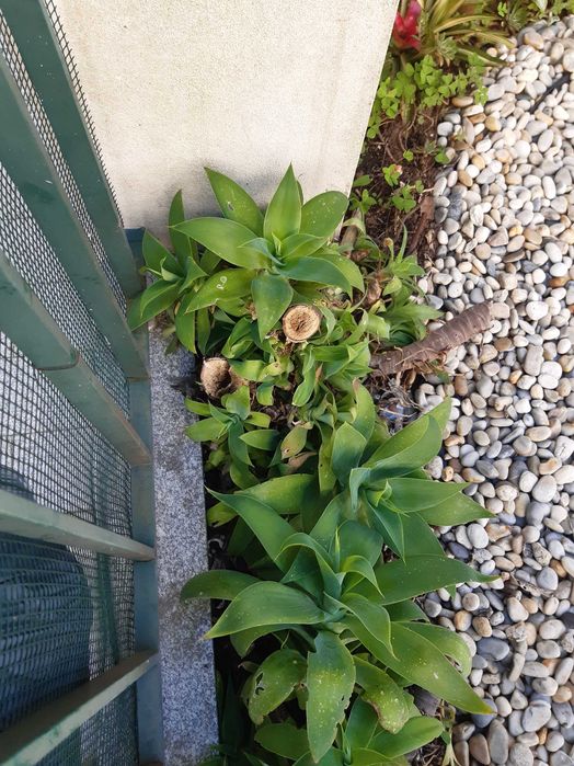 Agave-dragão Agave attenuata