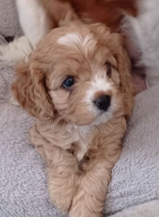Cavapoo F1 suczka
