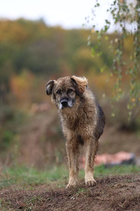 Do adopcji Portos pies który przeżył sobolew
