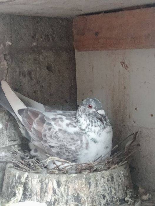 Młode gołębie pocztowe