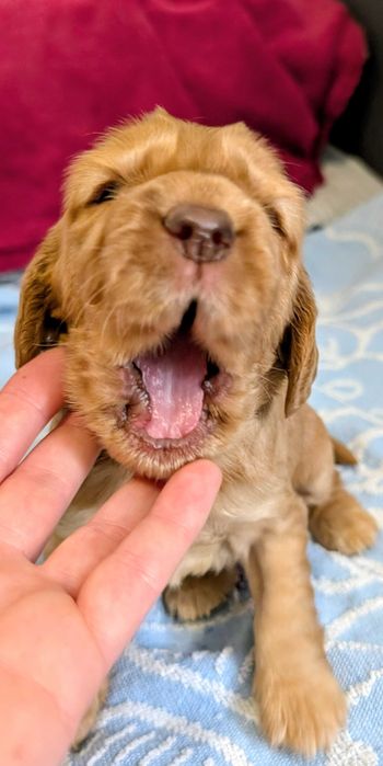 Cocker spaniel angielski