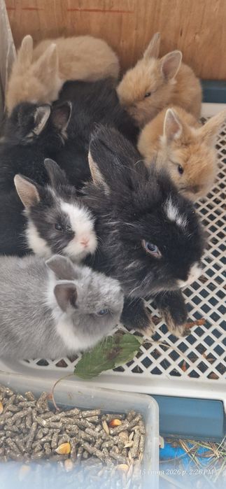 Кролик декоративний . Кролики .