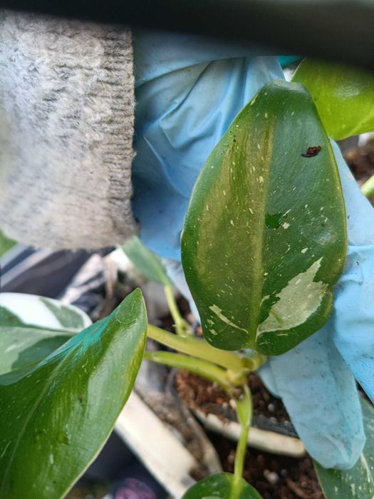 philodendron white wizard-sadzonki mniejsze