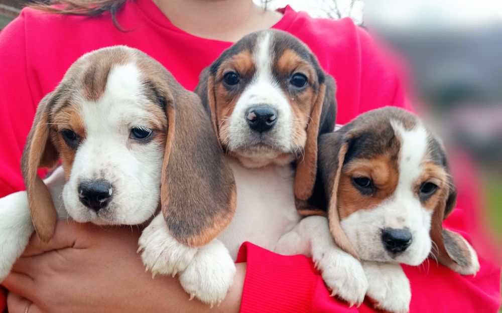 Бігль чистокровний