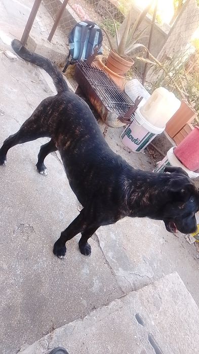 Zeus para adoção responsável