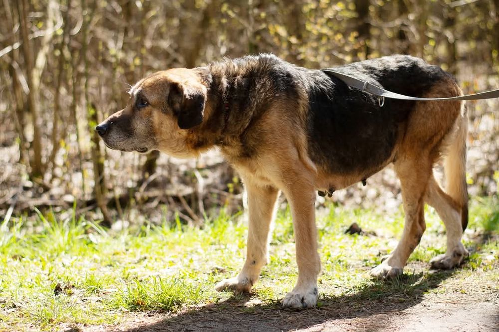 Endira - duża sunia o anielskim charakterze