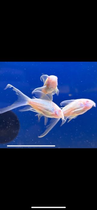 Kiryski albino weloniaste