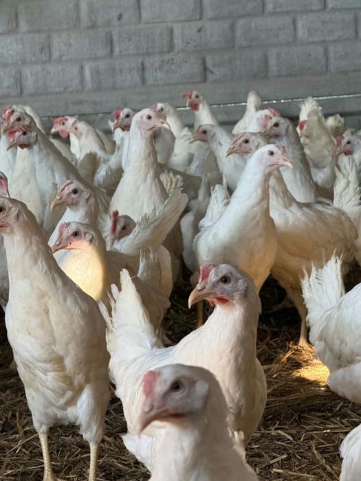 Kury nioski leghorn 22 tygodnie