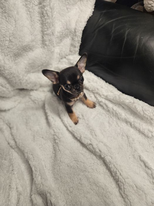 Mini sudo chihuahua