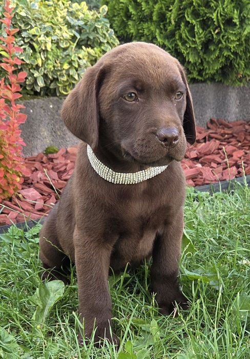 Labrador Retriever Sunia