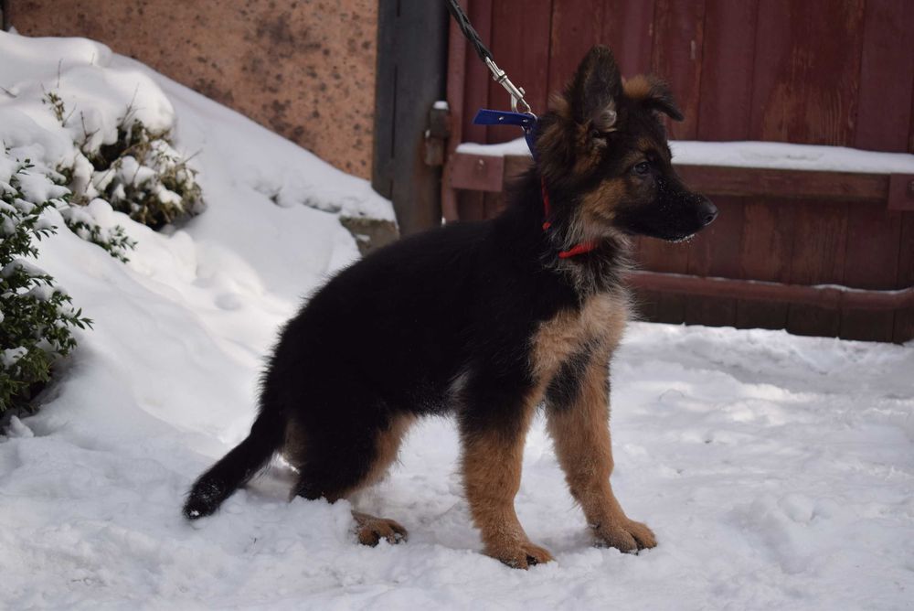 Готові до переїзду  КСУ 5 місяців