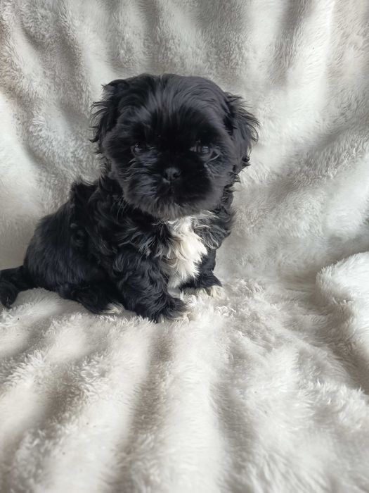Śliczny piesek shih tzu z rodowodem