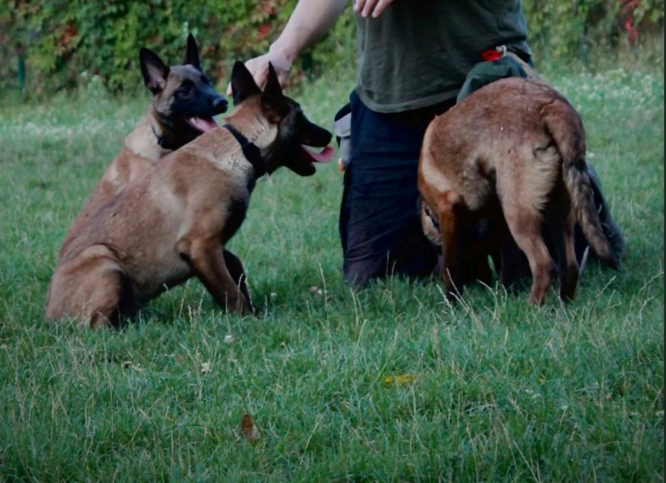 Малінуа 7 місяців Навчені Терміновий Продаж ТОРГ!!!