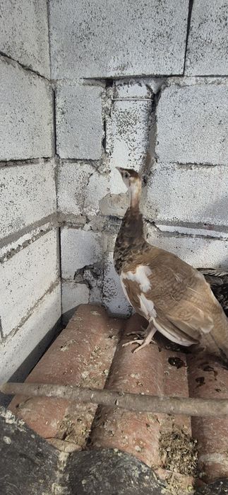 Pavão arlequim 5 meses