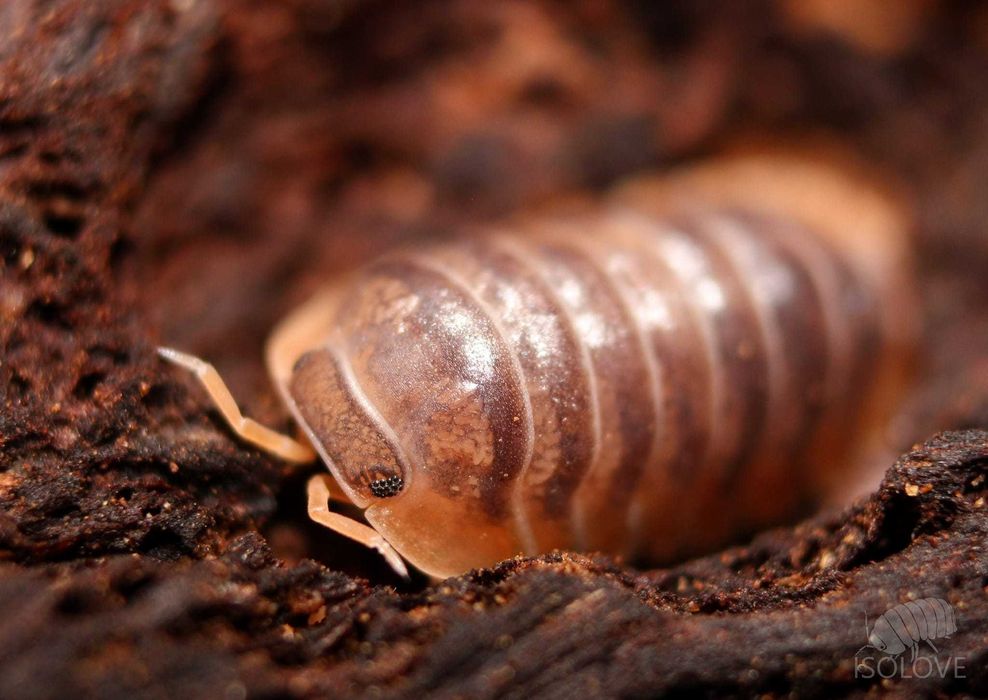 Armadillidae sp. "Miyako" lub "Japanese red edge", równonogi, isopoda.