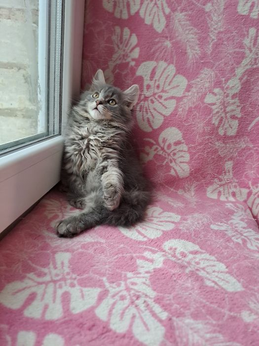 Сибирский мальчик