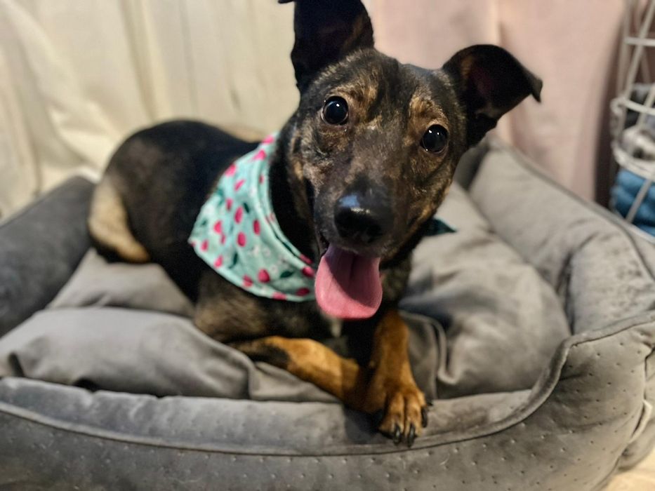 Serwus, świetny psiak do adopcji