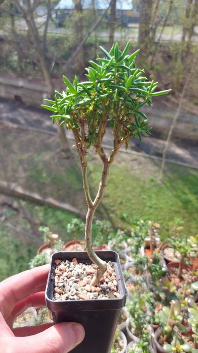 Crassula Roger Hyan  rare crassula*