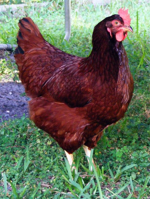 Ovos Férteis para Incubação – Rhode Island Red