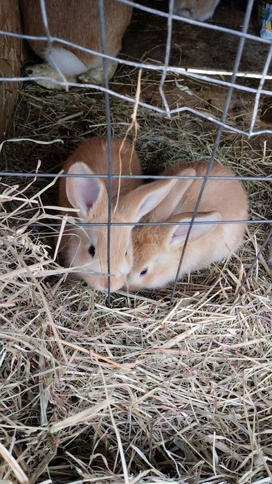 Продається малеча