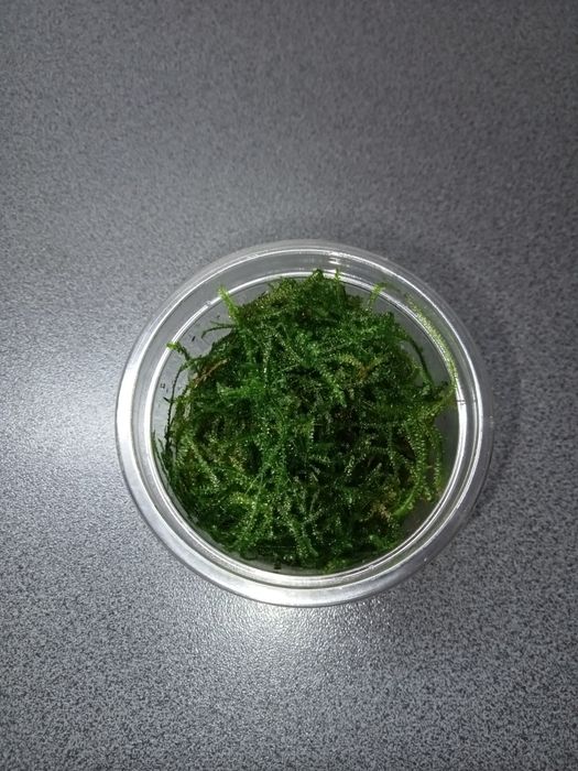 Java Moss, mech jawajski, kubek 100ml