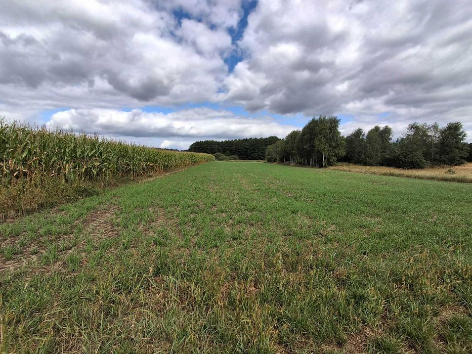 Działka budowlana 4000 m² Stara Jabłona gmina Niegosławice - Widok 4