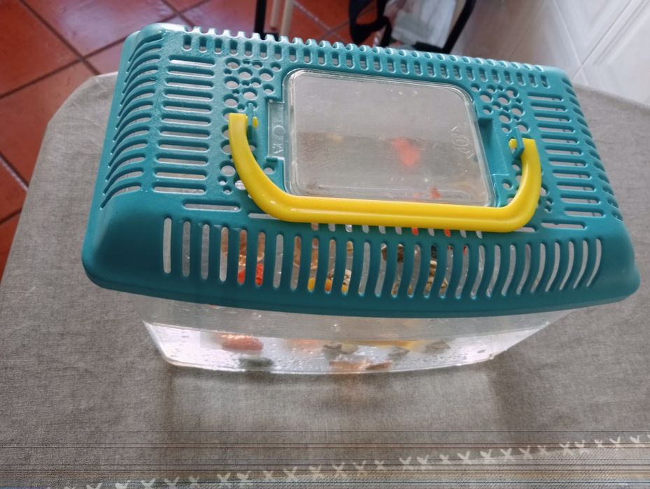 2 peixes Cometa + Acessórios