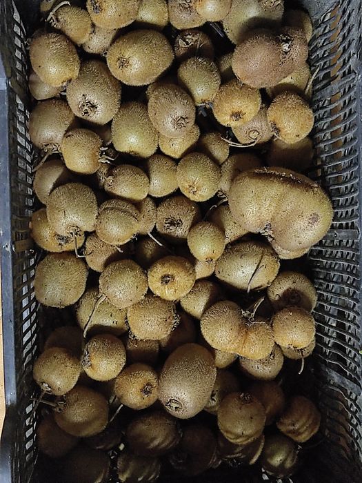 Kiwis biológicos caseiros sem químicos