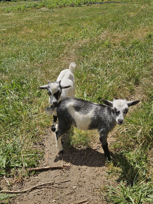 Cabrito macho anão para venda