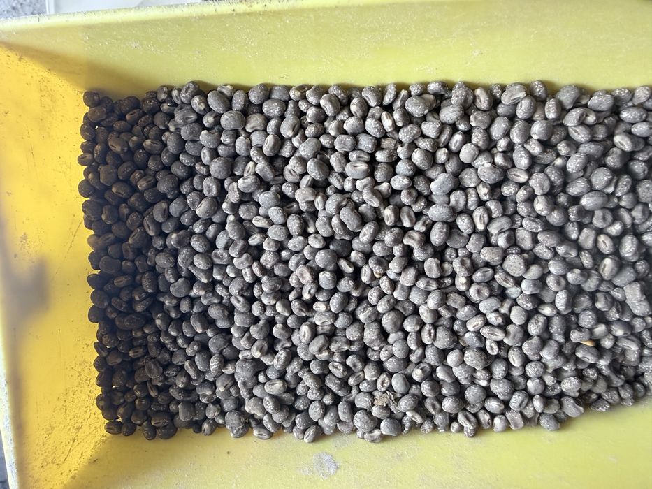 Sprzedam łubin Regent po centrali, czyszczony