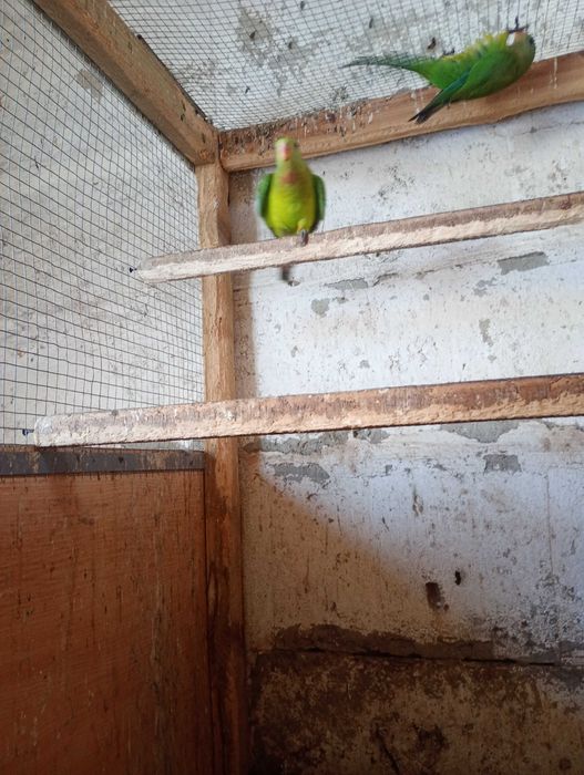 Para papug z 25 roku