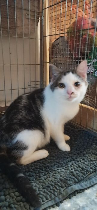 6 miesięczny kocurek szuka domu