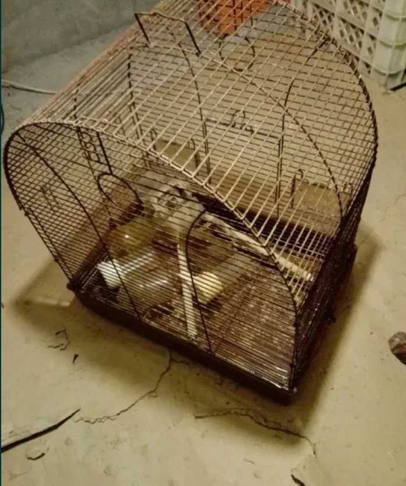 Gaiola de canários