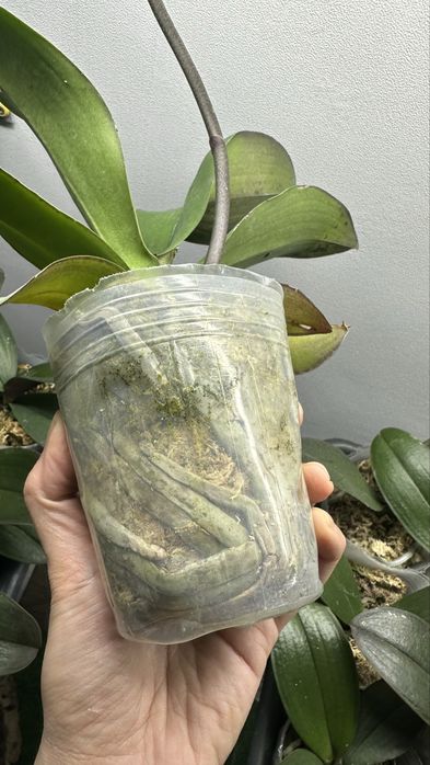 Phalaenopsis Strawberry Chocolate (орхідея метелик)