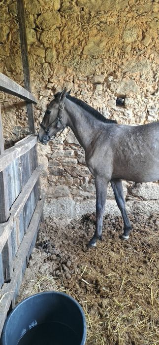 Poldra PSL com 10meses