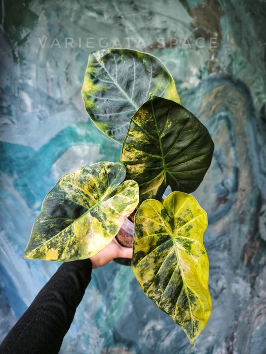 Alocasia Regal Shield Aurea variegata alokazja bulwa