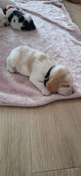 Szczeniaczki Beagle