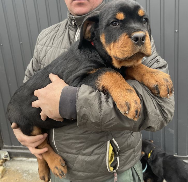 Цуценята ротвейлера