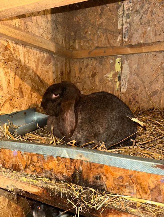 Baran Francski Havana FB samica