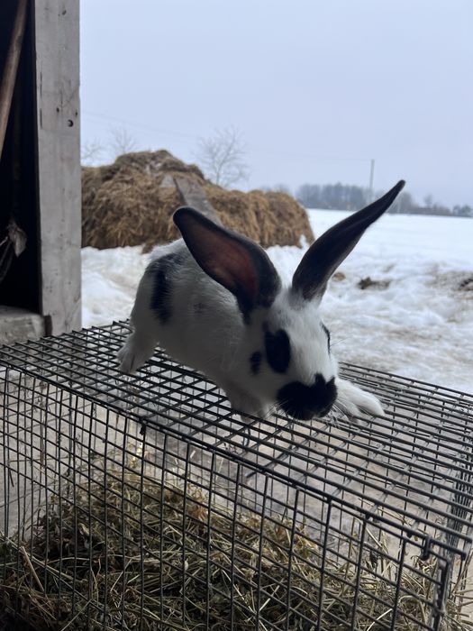 Продам кролів різного віку