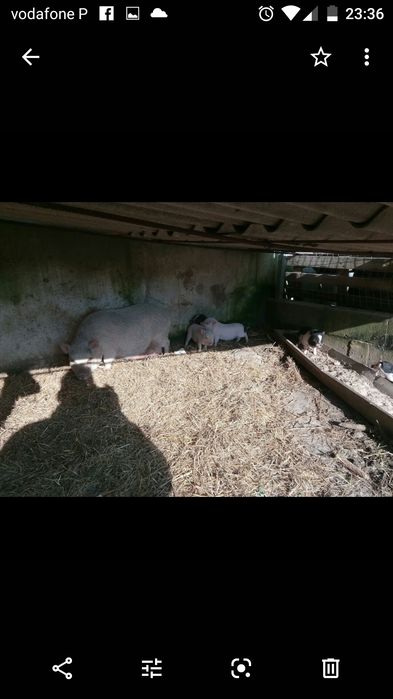 Varias crias de Mini pig