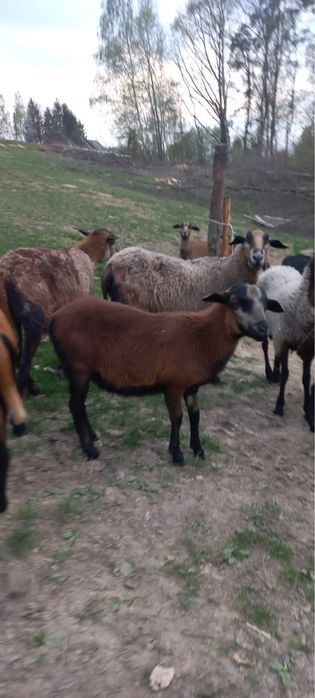 Tryki barbados  (transport możliwość zakolczykowania)