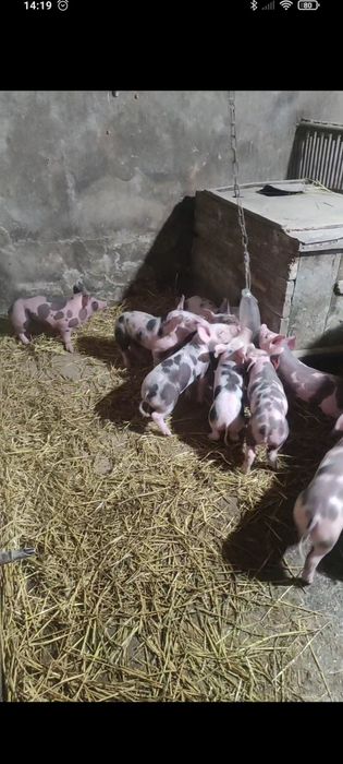 Продам поросята породи Петрен