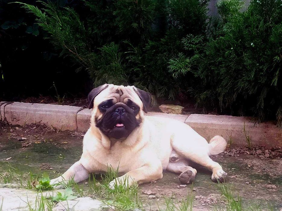 Мопс ищет невест