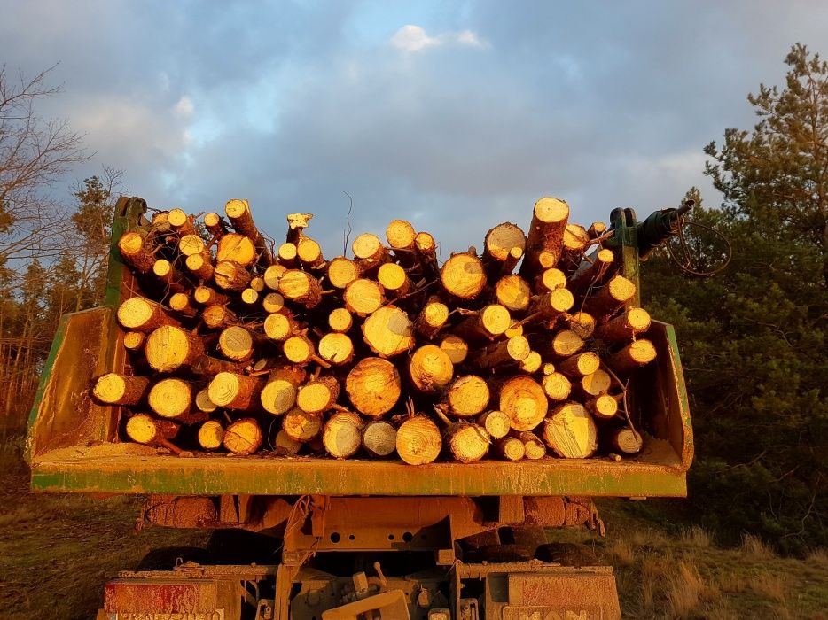 Drzewo drewno opałowe Sosnowe sosna