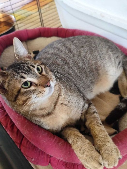 TOK (Gatinho Especial, 2 Anos) - Para Adoção