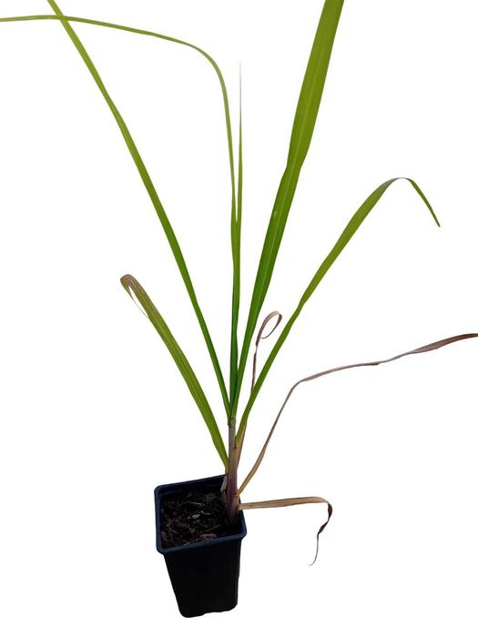 Cana de acucar planta