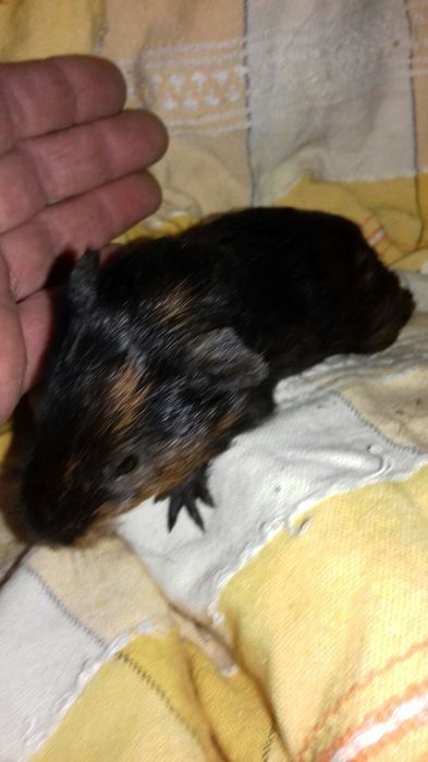 Малюки морські свинки