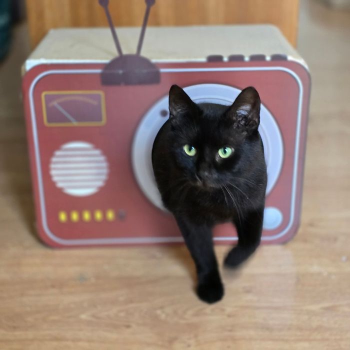 Niezwykle przyjacielski kot Lotnik szuka domku na zawsze!