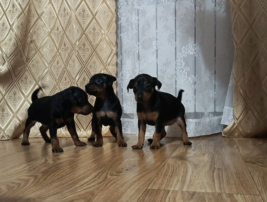 Цуценята цвергпінчера